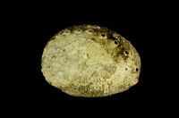 藏品(瘤鮑螺)的圖片